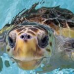 Injured loggerhead turtle released back into wild