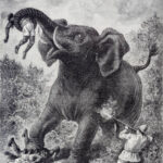 2000 Years of Death By Elephant