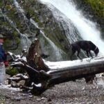 Dog Obedience Training Bozeman MT