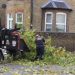 Tree Surgeons Bromley