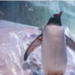 Free the 15: Release of penguins ‘trapped in basement’ of London Aquarium demanded by MPs