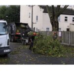 Tree Surgeons Chelmsford