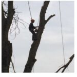 High Wycombe Tree Surgeons