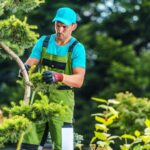 How Tree Surgeons Maintain Tree Health While Managing Risk