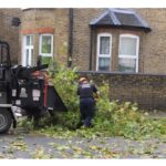 Tree Surgeons Dulwich