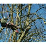 Marlow Tree Surgery