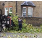 Tree Surgeons Southend