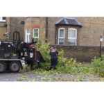 Tree Surgeons Brentwood