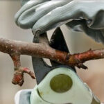 Tree Surgeons Wokingham