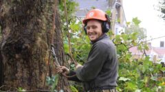 Tree Surgeons Bromley