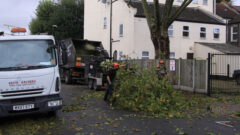 Tree Surgeons Enfield