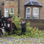 Tree Surgeons Bromley